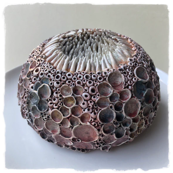 urchin